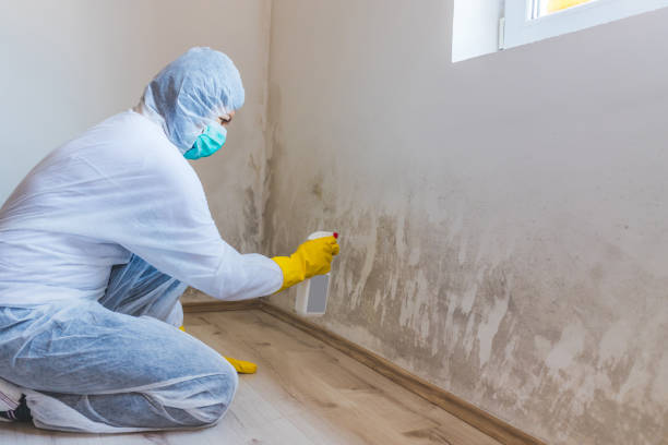 Commercial Mold Remediation assessment for commercial property in Milton