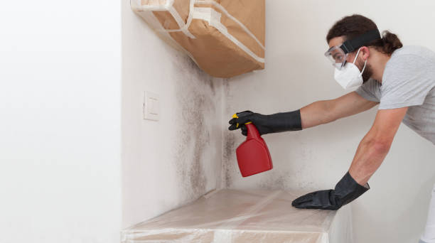 Basement Mold Remediation treatment on basement walls in Milton